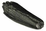 Fossil Sperm Whale (Scaldicetus) Tooth - South Carolina #176187-1